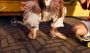Kipling Pepita1 sandalen oudroze Meisjes Imitatieleer All over print 27 - Thumbnail 14