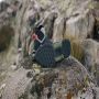 Adidas Terrex Eastrail 2 Mid Rain.RDY Wandelschoenen zwart - Thumbnail 24