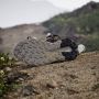 Adidas Terrex Lage schoen 'adidas National Geographic Terrex Trailmaker 2' - Thumbnail 4