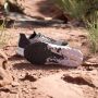 Adidas Terrex Women's Terrex Agravic Flow 2.0 Trailrunningschoenen grijs - Thumbnail 7