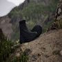 Adidas Terrex Women's Terrex Free Hiker 2 Cold.RDY Winterschoenen zwart - Thumbnail 4