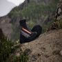 Adidas Terrex Women's Terrex Free Hiker 2 Cold.RDY Winterschoenen grijs zwart - Thumbnail 4
