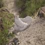 Adidas TERREX Free Hiker 2.0 Hiking Schoenen Unisex Beige - Thumbnail 2