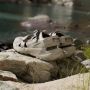 Adidas TERREX Hydroterra Sandalen Unisex Beige - Thumbnail 6
