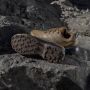 Adidas Terrex Skychaser Ax5 Wandelschoenen - Thumbnail 3