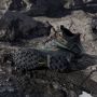 Adidas Terrex Skychaser Mid GTX Wandelschoenen grijs zwart - Thumbnail 4