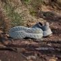 Adidas TERREX Soulstride Flow Trail Running Schoenen Dames Groen - Thumbnail 4
