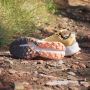 Adidas TERREX Soulstride Flow Trail Running Schoenen Dames Oranje - Thumbnail 7