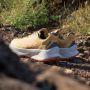 Adidas TERREX Soulstride Flow Trail Running Schoenen Dames Oranje - Thumbnail 10