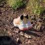 Adidas Terrex Soulstride Trail Running Schoenen - Thumbnail 2