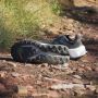 Adidas Terrex Women's Terrex Soulstride Ultra Trailrunningschoenen grijs - Thumbnail 7