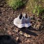 Adidas TERREX Tracefinder Trail Running Schoenen Dames Paars - Thumbnail 4