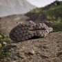 Adidas TERREX Trailmaker 2.0 GORE-TEX Hiking Schoenen Dames Bruin - Thumbnail 7