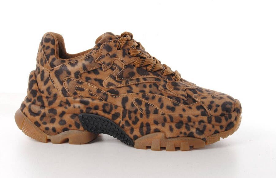 ASH Italia dames sneaker Addict Bis suède leopardprint