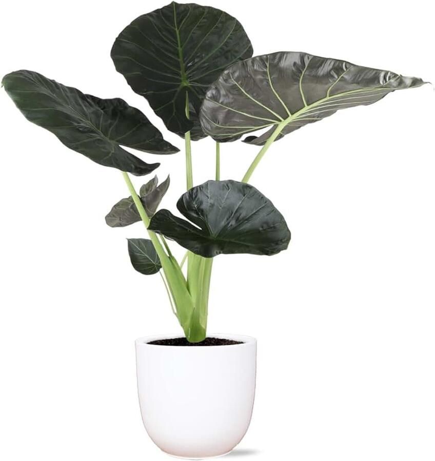 Alocasia Regal Shield inclusief luxe pot