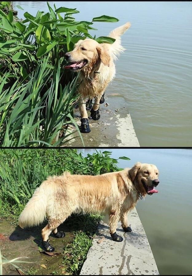 Hondenschoenen Hondenlaarsjes Poten Beschermen Waterdicht Antislip Set van 4 Zwart