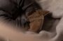 Alwero ""Babyslof Emo Velours 100% wol"" Licht bruin S - Thumbnail 5