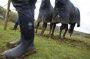 Muck Boot s laars Derwent II Regenlaars bruin zwart - Thumbnail 13