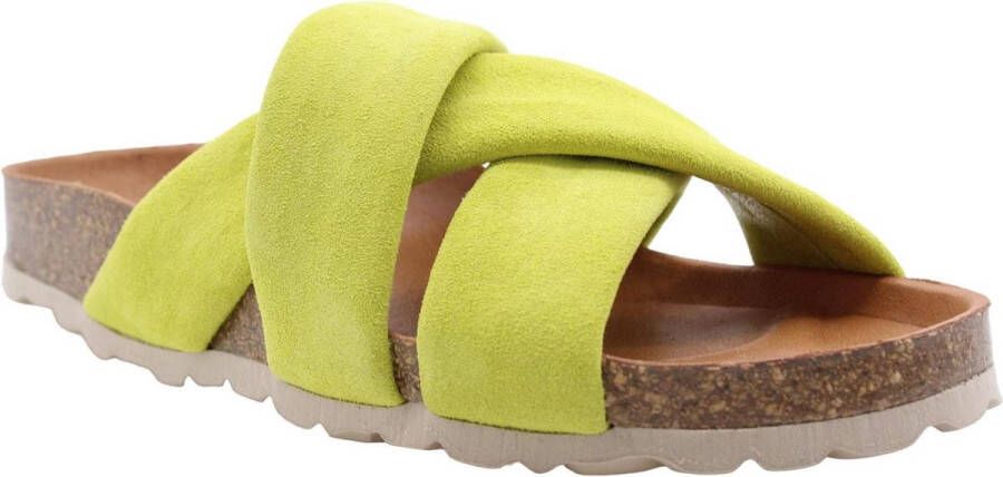 Verbenas Slipper Yellow