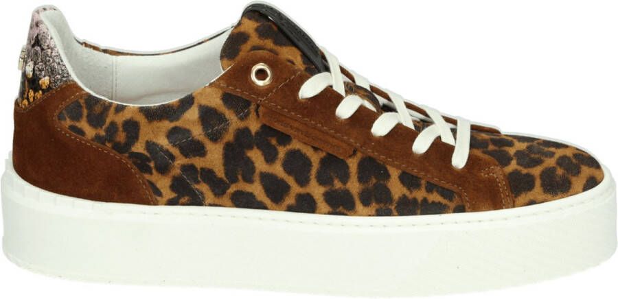 Floris van Bommel SFW-10106-23-01 Volwassenen Lage sneakersDames sneakers Bruin