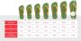 Havaianas BRASIL LOGO tropical coral - Thumbnail 1