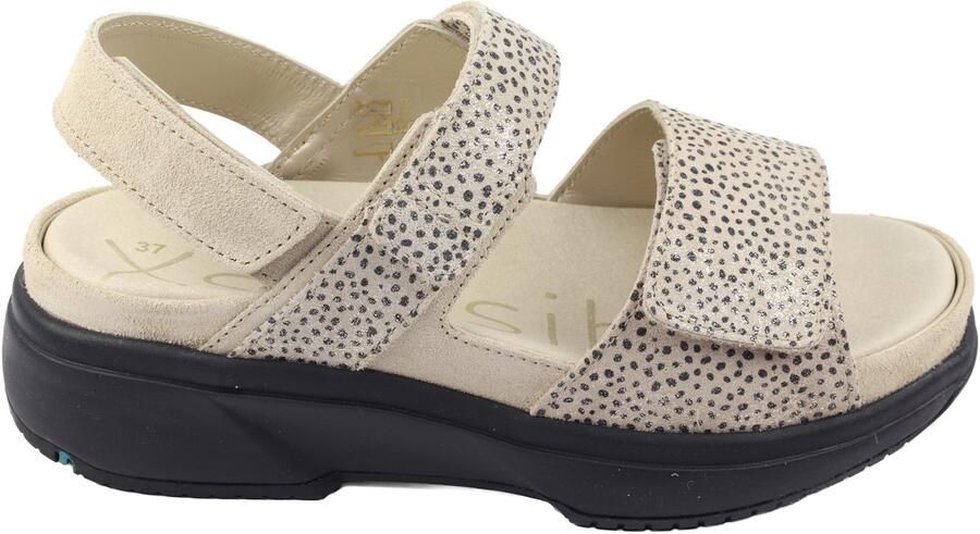 Xsensible-stretchwalker Aruba