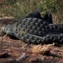Adidas TERREX Runningschoenen TERREX SOULSTRIDE FLOW GORE-TEX TRAILRUNNING - Thumbnail 10