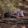 Adidas Terrex Women's Terrex Soulstride Multisportschoenen roze - Thumbnail 15