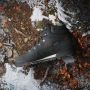 Adidas TERREX Snowpitch COLD.RDY Hiking Schoenen Unisex Zwart - Thumbnail 9