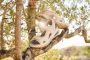 Rieker Trekkingsandalen Vegan - Thumbnail 2