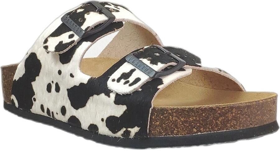 Plakton Slippers Cp beta 2