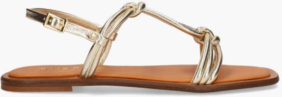 Cypres Royana Goud