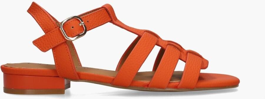 Di lauro Vivian Ray Desiree Oranje