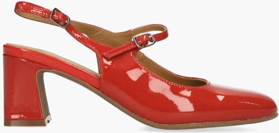 Di lauro Wandy Rood