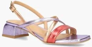 Platone 3000 Lila Multicolor