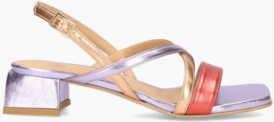 Di lauro Platone 3000 Lila Multicolor
