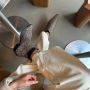 Copenhagen Shoes The Walking Boot suède cowboylaarzen met panterprint bruin - Thumbnail 3