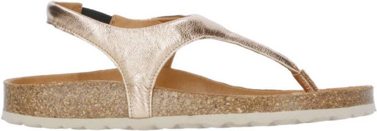 Verbenas 3301090805-767 Monrovia